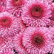 ヒメ日記 2025/12/20 10:48 投稿 サエ ドMな奥さん 日本橋店