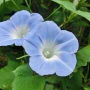 ヒメ日記 2026/01/20 08:48 投稿 サエ ドMな奥さん 日本橋店