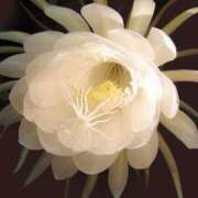 ヒメ日記 2026/03/17 09:42 投稿 サエ ドMな奥さん 日本橋店