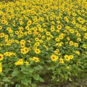 ヒメ日記 2025/10/23 19:10 投稿 音海なな お姉さんLABO -艶-