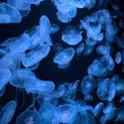 ヒメ日記 2025/12/11 21:58 投稿 音海なな お姉さんLABO -艶-