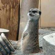 ヒメ日記 2026/02/03 12:13 投稿 音海なな お姉さんLABO -艶-