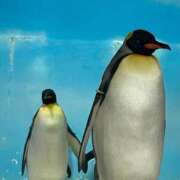 ヒメ日記 2026/02/06 13:21 投稿 はる モアグループ神栖人妻花壇