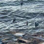 ヒメ日記 2026/02/11 16:49 投稿 はる モアグループ神栖人妻花壇