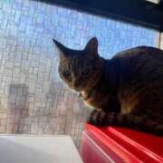 ヒメ日記 2026/04/18 16:03 投稿 はる モアグループ神栖人妻花壇