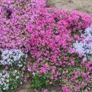 ヒメ日記 2026/04/30 13:48 投稿 月城（つきしろ） 熟女の風俗最終章 大宮店