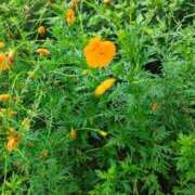 ヒメ日記 2026/09/08 08:15 投稿 月城（つきしろ） 熟女の風俗最終章 大宮店