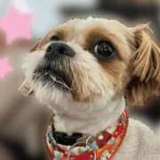 ヒメ日記 2026/02/12 01:50 投稿 新人 あおい DIVA-ディーバ-【DIVAグループ】