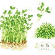 ヒメ日記 2026/04/22 10:00 投稿 ハナ ソープランド マックス