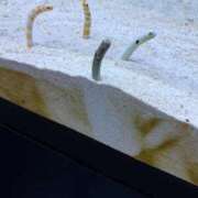 ヒメ日記 2026/01/13 19:04 投稿 ミオ ソープランドMAX‐マックス- 浅草店