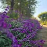 ヒメ日記 2025/11/16 19:02 投稿 はつみ☆未経験ピュア超清純若奥様 PREMIUM萌え可愛いチョコレート～全てのステージで感動の体験を～