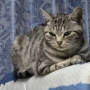 ヒメ日記 2026/01/12 12:32 投稿 はつみ☆未経験ピュア超清純若奥様 PREMIUM萌え可愛いチョコレート～全てのステージで感動の体験を～