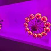 ヒメ日記 2026/01/23 19:19 投稿 はつみ☆未経験ピュア超清純若奥様 PREMIUM萌え可愛いチョコレート～全てのステージで感動の体験を～