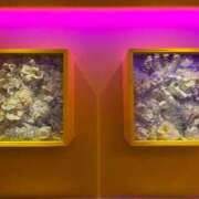 ヒメ日記 2026/01/30 21:30 投稿 はつみ☆未経験ピュア超清純若奥様 PREMIUM萌え可愛いチョコレート～全てのステージで感動の体験を～