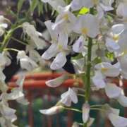 ヒメ日記 2026/04/24 21:36 投稿 はつみ☆未経験ピュア超清純若奥様 PREMIUM萌え可愛いチョコレート～全てのステージで感動の体験を～