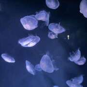 かるあ 待ってるよ〜 アレグリア