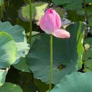 ヒメ日記 2025/10/15 14:48 投稿 いずみ 素人アロマエステ東京密着ROOM 渋谷店