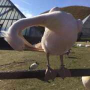 ヒメ日記 2025/11/29 22:18 投稿 いずみ 素人アロマエステ東京密着ROOM 渋谷店