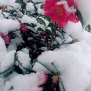 ヒメ日記 2026/02/08 20:37 投稿 せいこ 東京人妻セレブリティ（ユメオト）