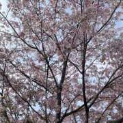 ヒメ日記 2026/04/03 08:58 投稿 ゆん ハピネス＆ドリーム福岡