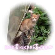 ヒメ日記 2025/10/12 19:49 投稿 リリカ バニーコレクション新潟店