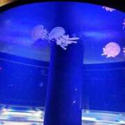 ヒメ日記 2026/01/16 14:44 投稿 リリカ バニーコレクション新潟店