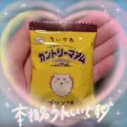 ヒメ日記 2026/04/16 15:52 投稿 リリカ バニーコレクション新潟店