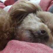 白鷺さら 出勤しましたぁ😊💓 ハールブルク