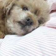 ヒメ日記 2025/12/10 01:35 投稿 白鷺さら ハールブルク