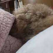 ヒメ日記 2025/12/19 02:17 投稿 白鷺さら ハールブルク