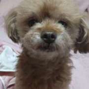 ヒメ日記 2025/12/28 01:55 投稿 白鷺さら ハールブルク