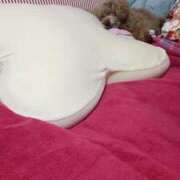 ヒメ日記 2026/03/19 10:28 投稿 白鷺さら ハールブルク