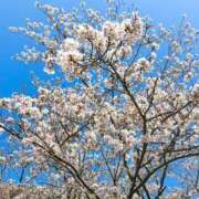 ヒメ日記 2026/04/10 18:15 投稿 ここな clubさくら梅田店