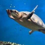 新田　咲希 スイスイ(〜'ω')〜 タッチVIP