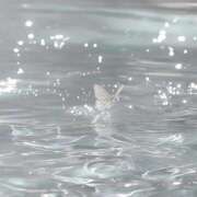 ヒメ日記 2025/11/26 13:14 投稿 こはく ～優しい若妻倶楽部～Mrs.女神