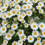 ヒメ日記 2025/10/13 15:40 投稿 みなみ ごほうびSPA京都店