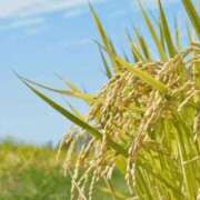 ヒメ日記 2025/09/30 21:57 投稿 ♡クルミ♡ ラブ♡エル