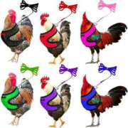 ヒメ日記 2025/10/08 12:01 投稿 ♡クルミ♡ ラブ♡エル