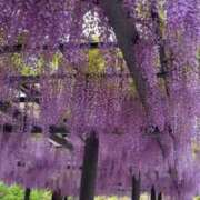ヒメ日記 2026/05/04 05:48 投稿 倉田(くらた) 熟女出逢い会『百合の園』目黒店