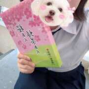 ヒメ日記 2026/03/11 14:14 投稿 かこ みつらん鉄道