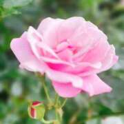 ヒメ日記 2026/04/17 11:18 投稿 ほの 錦糸町ミセスアロマ（ユメオト）