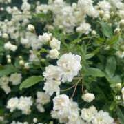 ほの ♡4月9日のお礼♡ 錦糸町ミセスアロマ（ユメオト）