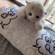 ヒメ日記 2025/12/25 18:11 投稿 体験入店ラナ 艶妻