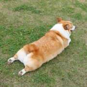 ヒメ日記 2025/10/12 21:28 投稿 かすみ 宮城仙南ちゃんこ