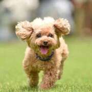 ヒメ日記 2025/10/13 20:51 投稿 かすみ 宮城仙南ちゃんこ