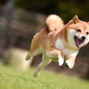 ヒメ日記 2025/10/16 21:27 投稿 かすみ 宮城仙南ちゃんこ