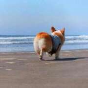 ヒメ日記 2025/10/24 23:31 投稿 かすみ 宮城仙南ちゃんこ