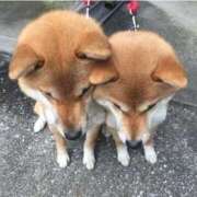 ヒメ日記 2025/10/25 13:21 投稿 かすみ 宮城仙南ちゃんこ