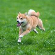 ヒメ日記 2025/10/26 23:21 投稿 かすみ 宮城仙南ちゃんこ