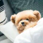 ヒメ日記 2025/11/07 22:21 投稿 かすみ 宮城仙南ちゃんこ